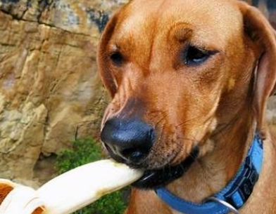 狗狗能不能吃熟香蕉