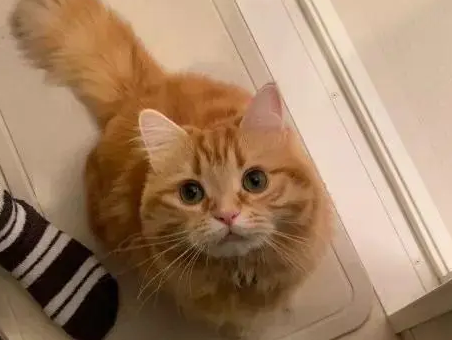 猫咪为什么不看镜头看主人