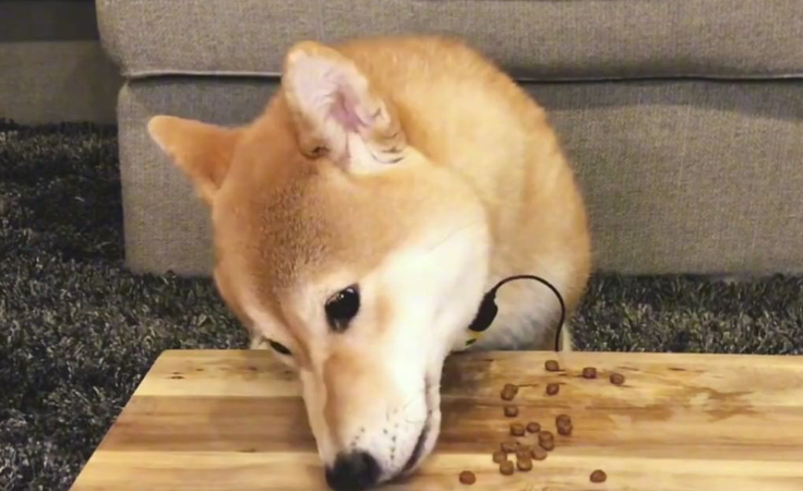 柴犬狗粮怎么选