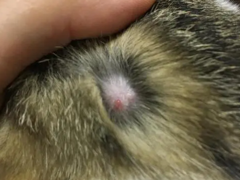 猫咪脖子为什么长大包