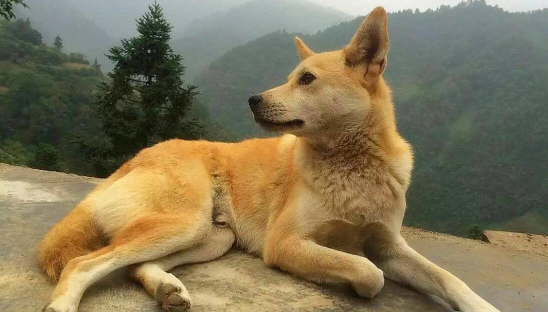 土狗是禁养犬吗
