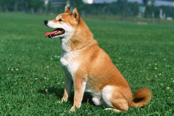 吃骨骼能够给狗补钙吗?来看看吧 吃骨骼能够给狗补钙吗?来看看吧