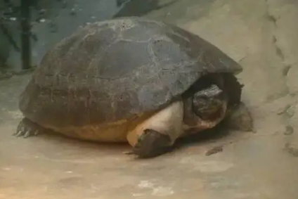 马来西亚巨龟凶吗?这里有答案! 马来西亚巨龟凶吗?这里有答案!