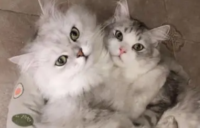 两只公猫一前一后怎么养