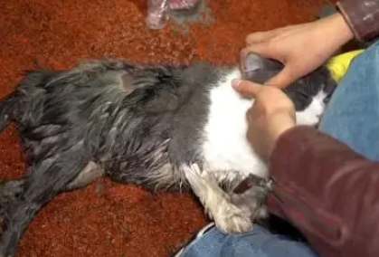 猫咪获救时抱着小姐姐的手不松开，一直表达它的委屈和无助