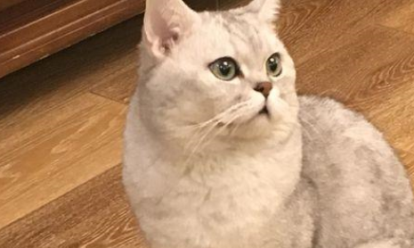 绝育后英短猫还喜欢做不可描述的事！