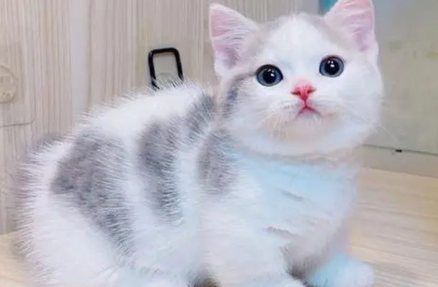 国内知名矮脚猫猫舍
