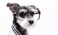 梗类犬一共有多少种，带大伙儿来认识一下