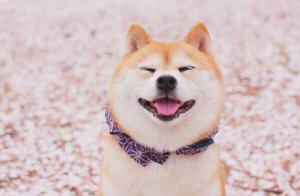 柴犬拉稀吃益生菌粉能够好么? 柴犬拉稀吃益生菌粉能够好么?