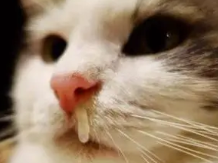 快来瞧一瞧,猫咪鼻涕带血怎么回事? 快来瞧一瞧,猫咪鼻涕带血怎么回事?