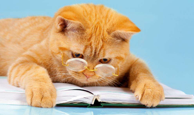 怎么防止猫的毛球症?养猫必看!