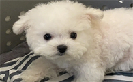 比熊小犬多少钱一只