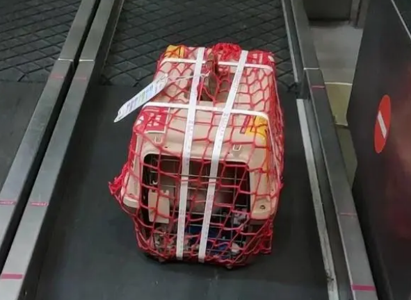 宠物怎么托运回家 宠物怎么托运回家