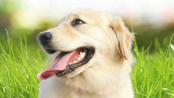 狗狗经常会出现5种行为,你需要注意了! 狗狗经常会出现5种行为,你需要注意了!
