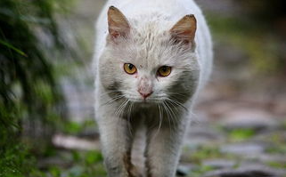 接近流浪猫需要注意些什么?流浪猫的注意事项 接近流浪猫需要注意些什么?流浪猫的注意事项