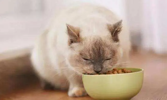 怎么样把猫养胖一点