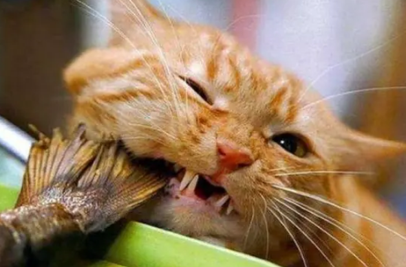 猫咪为什么吃鱼不吐鱼刺呢