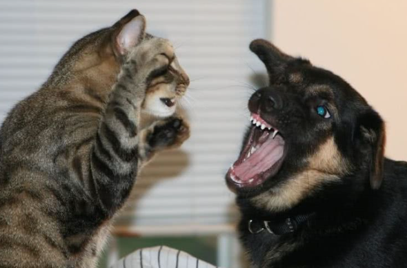 猫咪和狗为什么会打死呢 猫咪和狗为什么会打死呢