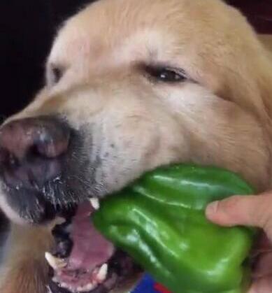 难道说也有人不清楚？狗狗不能吃这5种蔬菜！