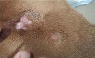 狗狗真菌性皮肤病如何治疗？