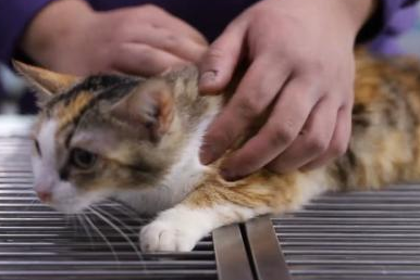  猫咪发情期能做绝育吗