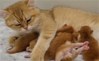 猫咪生了小猫为什么没有奶水