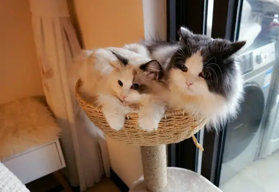 猫咪为什么吃无谷猫粮？如何选择猫粮？