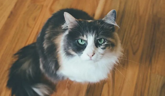 猫耳朵正常分泌物图片 猫耳朵正常分泌物图片