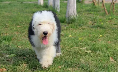 哪里有古牧犬舍 哪里有古牧犬舍