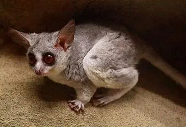 泰国婴猴多少钱