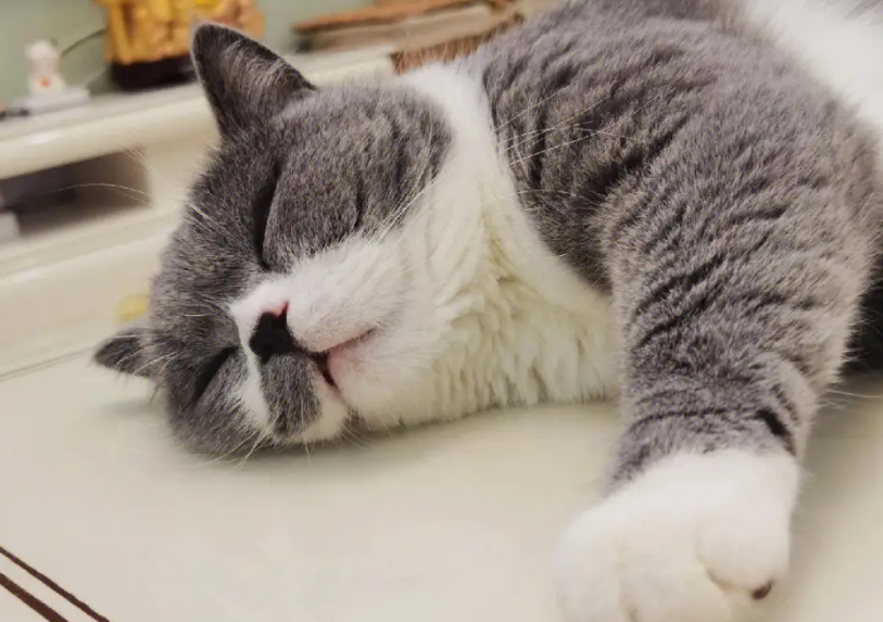 猫咪睡觉眼睛半睁半闭还抽搐怎么办? 猫咪睡觉眼睛半睁半闭还抽搐怎么办?