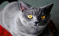 英短蓝猫寿命一般多少年