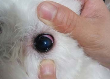 狗得了角膜炎怎么办？如何治疗犬角膜炎？