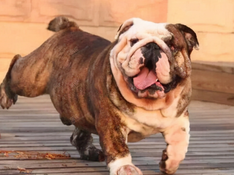 怎么样能让英国斗牛犬不乱叫呢