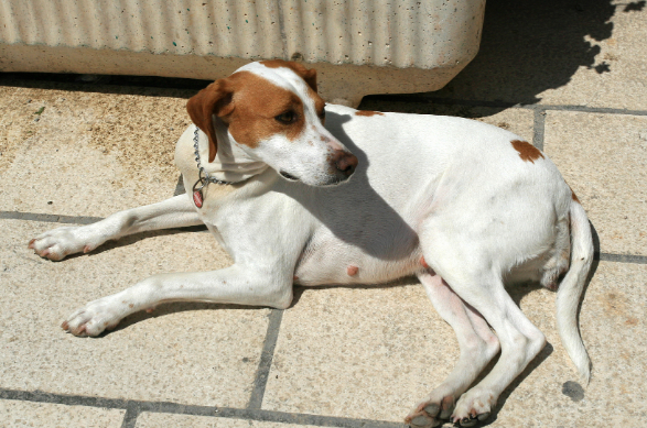 什么是狂犬病？狂犬病的症状及预防