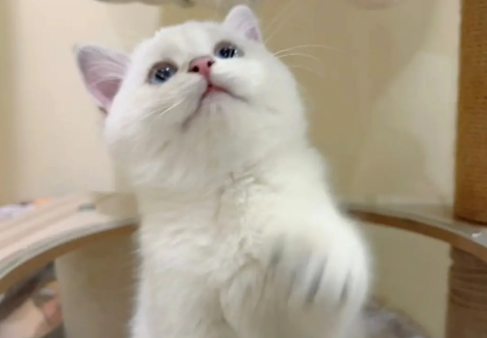 萌宠小知识:便宜宠物猫价格排行榜 萌宠小知识:便宜宠物猫价格排行榜