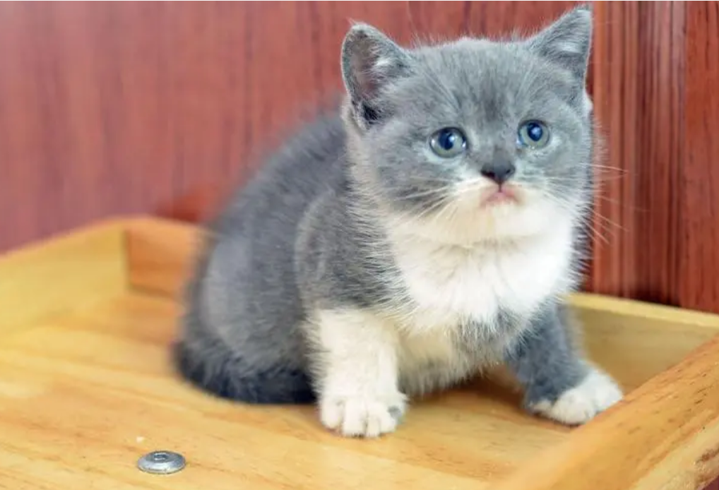 英短蓝猫怎么样好养吗