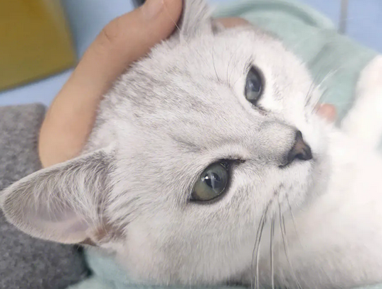 猫瘟会传染给狗吗?一起来看看! 猫瘟会传染给狗吗?一起来看看!