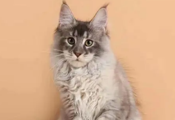 男子抱怨家猫太大，网友嘲笑他没养过猫，直到他晒出照片 