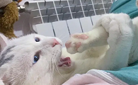 猫咪为什么有时会非常用力的啃脚