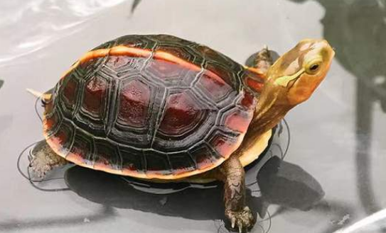 黄缘闭壳龟好养吗？