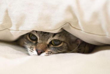 晚上门外有猫叫千万别出去