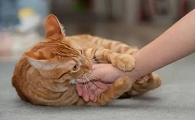 猫咪为什么总要咬人
