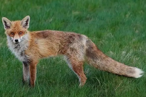 野狐子是什么狐狸 照片