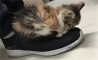 猫咪为什么玩鞋子的视频