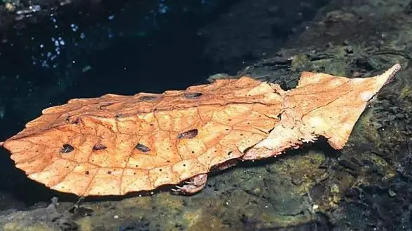 枯叶龟多少钱一只?枯叶龟价格多少?