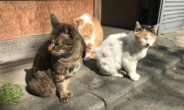 如何正确教育猫咪抓家里的各种虫子？