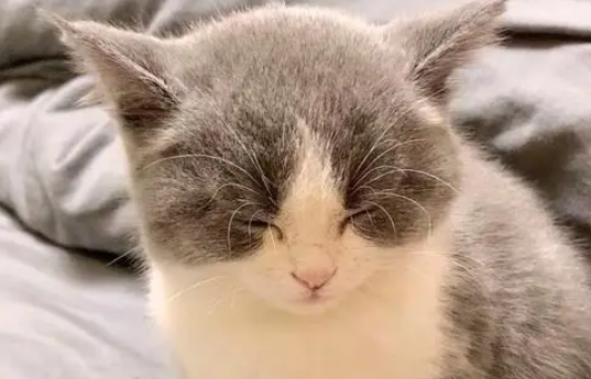 小猫为什么会腹胀 猫咪腹胀该怎办 小猫为什么会腹胀 猫咪腹胀该怎办