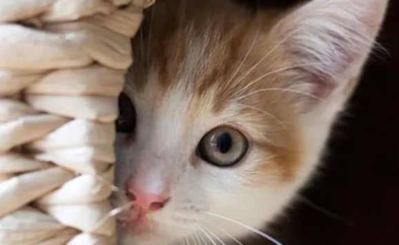 猫咪为什么还是很怕人呢 猫咪为什么还是很怕人呢
