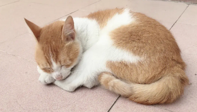 猫反胃呕吐是什么原因？原因有这些……